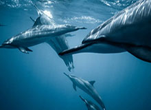 韩漫屋里的论证方式：用一段话讲清楚拆解伪权威引用